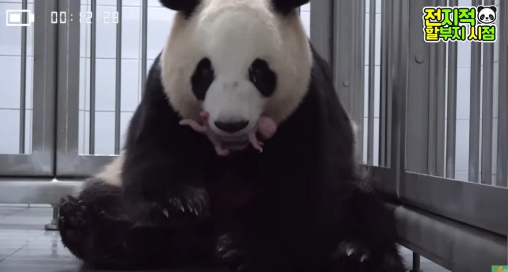 Panda giganti nati in Corea del Sud