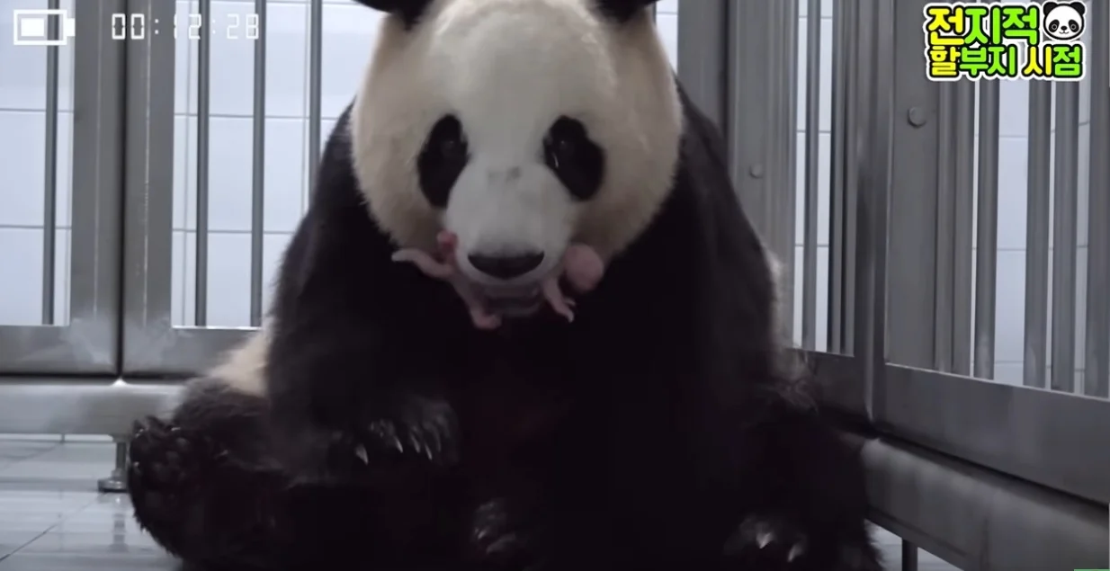Panda giganti nati in Corea del Sud